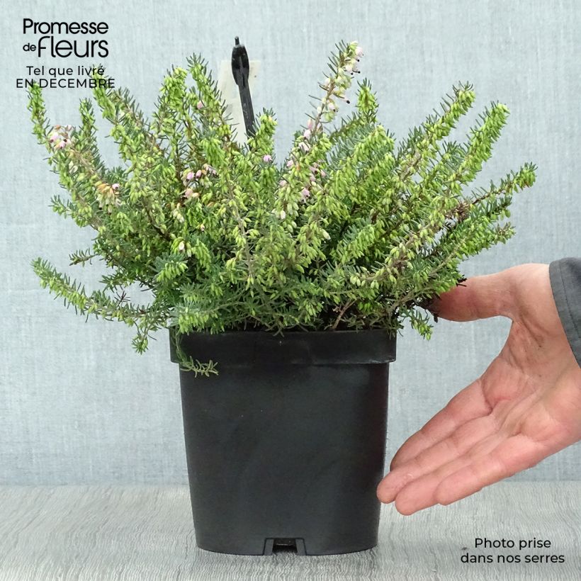 Exemplaar van Erica darleyensis Tyann - Winterheide Pot van 2 l/3 l zoals geleverd in de winter