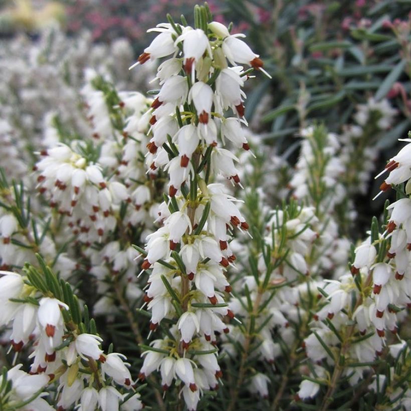 Erica darleyensis White Perfection - Winterheide wit (Bloei)