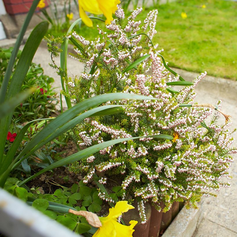 Erica darleyensis White Perfection - Winterheide wit (Groeiplaats)