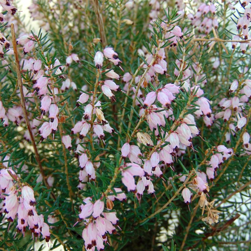 Erica mediterranea - Mediterrane heide (Bloei)