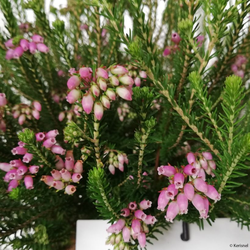 Erica terminalis - Corsicaanse heide (Bloei)