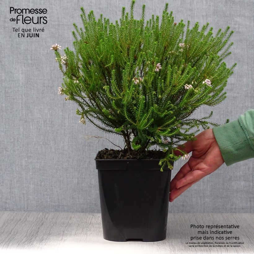 Exemplaar van Erica terminalis - Corsicaanse heide Pot van 4 l/5 l zoals geleverd in de zomer