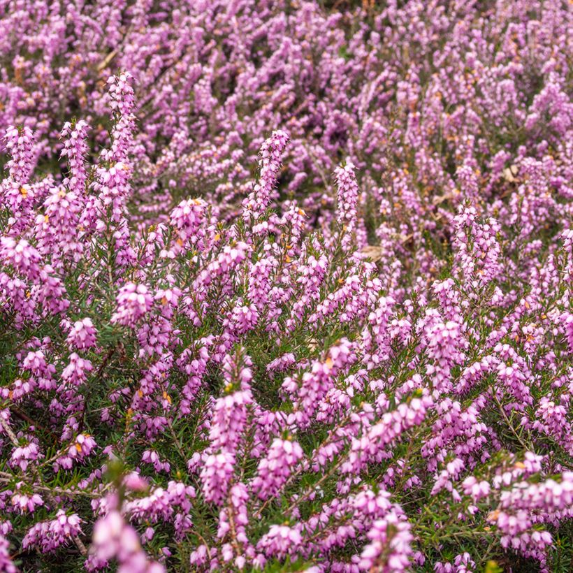 Erica terminalis - Corsicaanse heide (Groeiplaats)