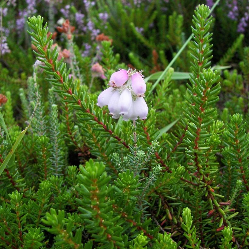 Erica tetralix - Gewone dophei (Blad)