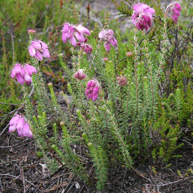 Erica tetralix - Gewone dophei (Groeiplaats)