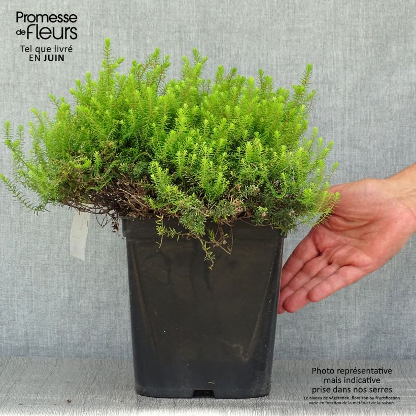 Exemplaar van Erica darleyensis Eva Gold - Winterheide Pot van 3 l/4 l zoals geleverd in de zomer