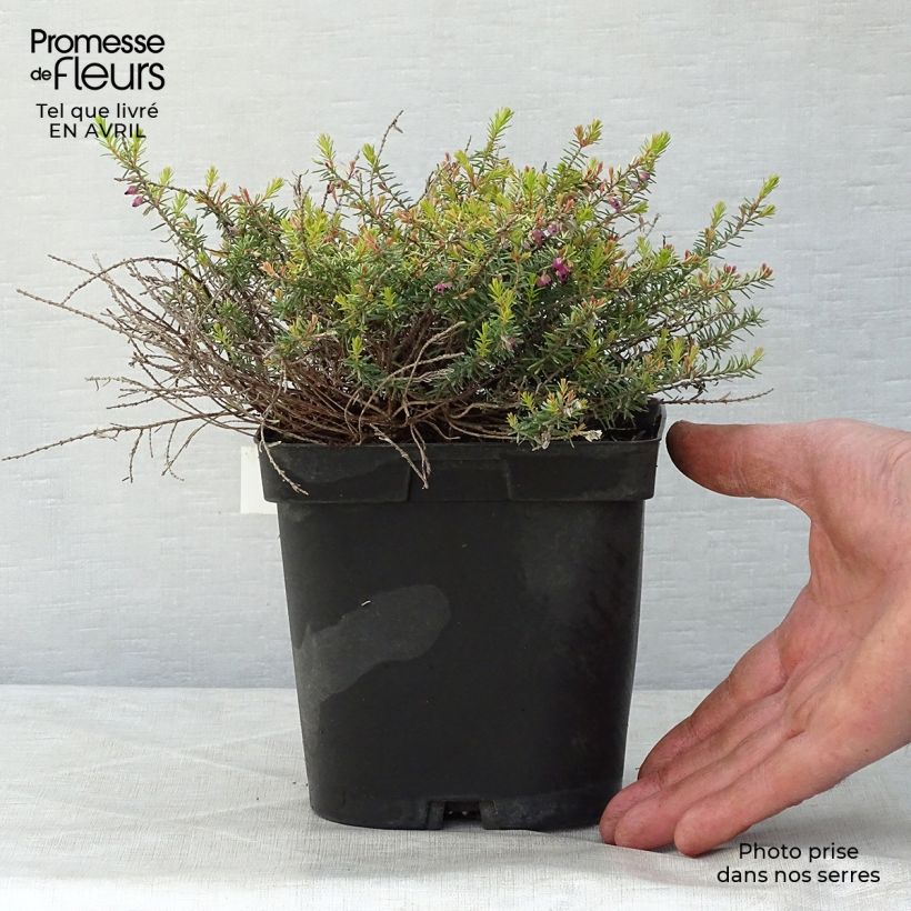 Exemplaar van Erica darleyensis Eva Gold - Winterheide Pot van 1 l/1,5 l zoals geleverd in de lente