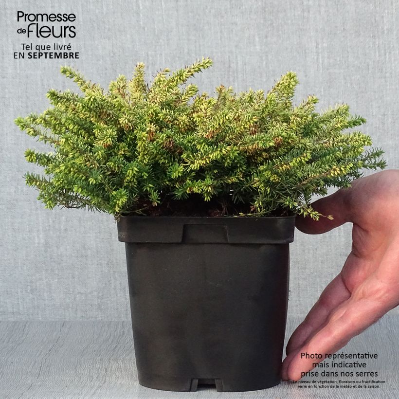 Exemplaar van Erica darleyensis Eva Gold - Winterheide Pot van 1 l/1,5 l zoals geleverd in de herfst