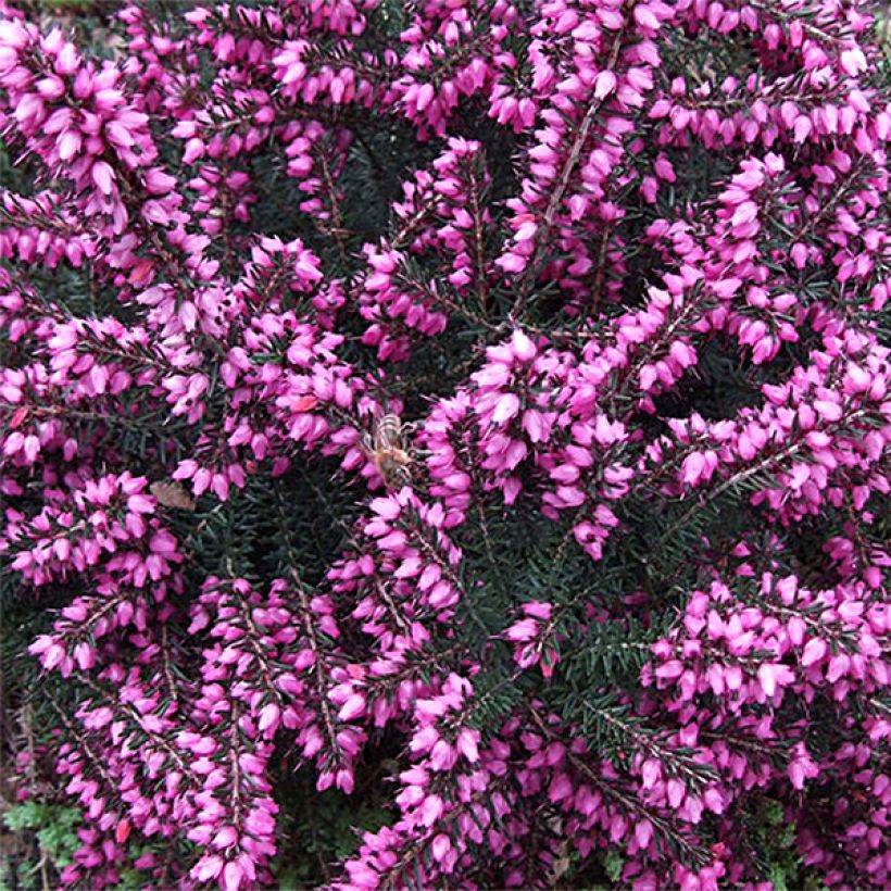 Erica darleyensis Kramers Rote - Winterheide (Flowering)