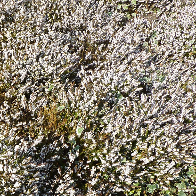 Erica darleyensis Silberschmelze - Winterheide (Bloei)