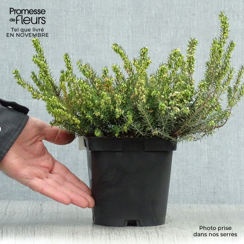 Exemplaar van Erica darleyensis Spring Surprise - Winterheide Pot van 2 l/3 l zoals geleverd in de herfst