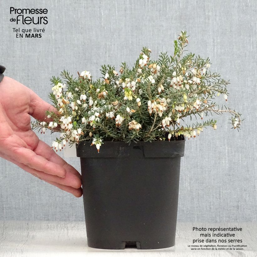 Example of Erica darleyensis Winter Belles Katia - Winterheide Pot van 2 l/3 l as you get in printemps