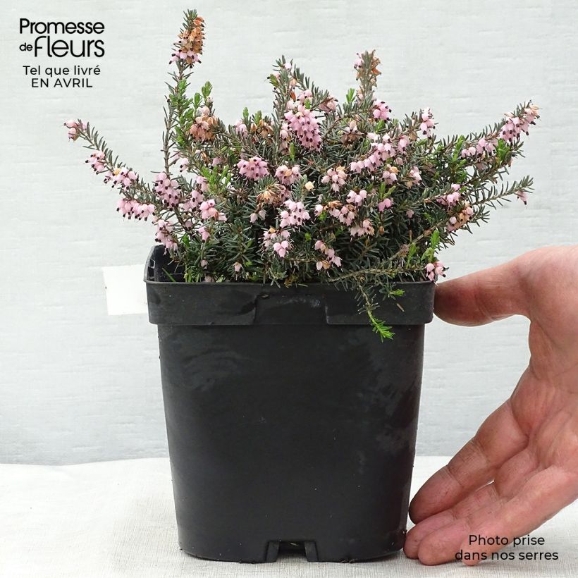 Example of Erica darleyensis Winter Belles Phoebe - Winterheide Pot van 2 l/3 l as you get in printemps