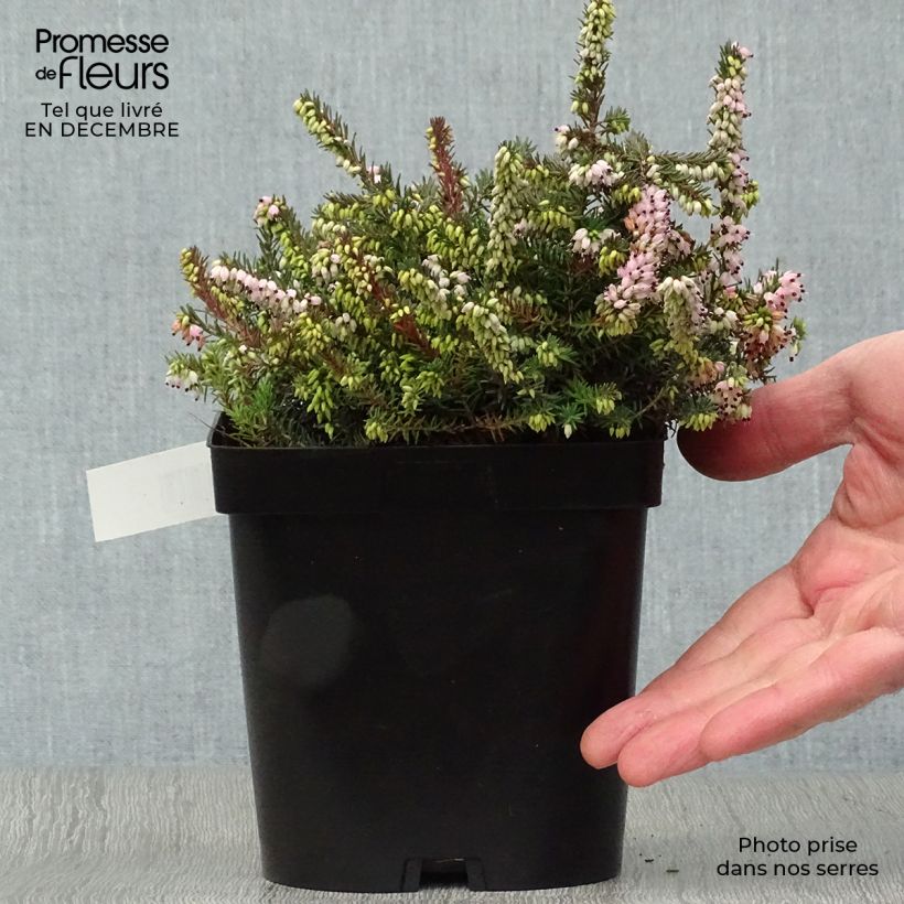 Exemplaar van Erica darleyensis Winter Belles Phoebe - Winterheide Pot van 2 l/3 l zoals geleverd in de winter