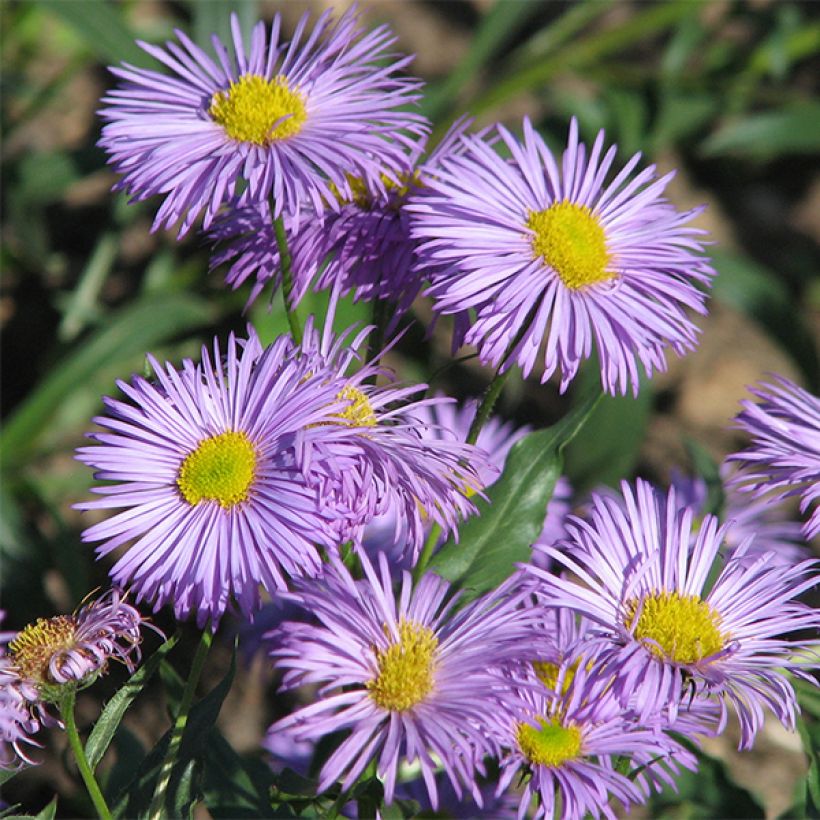 Erigeron speciosus Azure Beauty - Fijnstraal (Flowering)