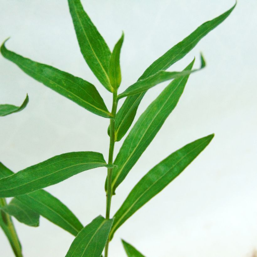 Erigeron Dunkelste Aller - Fijnstraal (Blad)