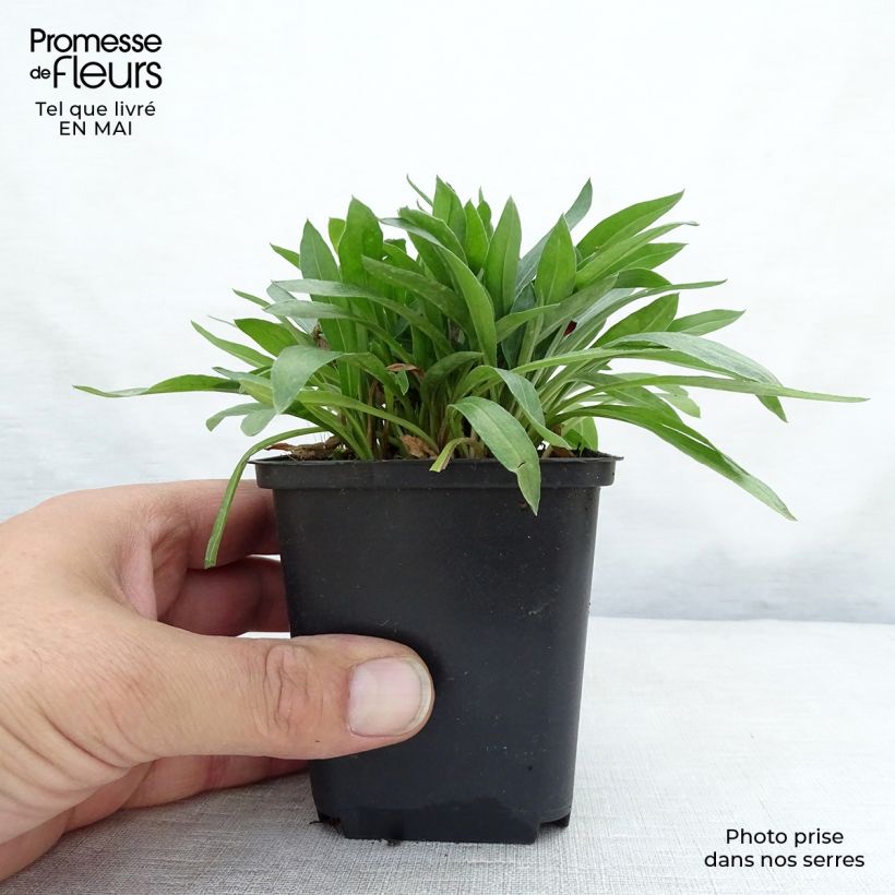 Exemplaar van Erigeron Dunkelste Aller - Fijnstraal Kweekpotje van 8/9 cm zoals geleverd in de lente