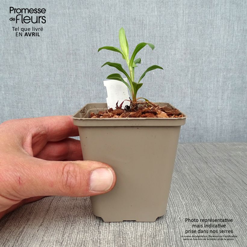 Example of Erigeron Foersters Liebling - Fijnstraal Kweekpotje van 8/9 cm as you get in printemps