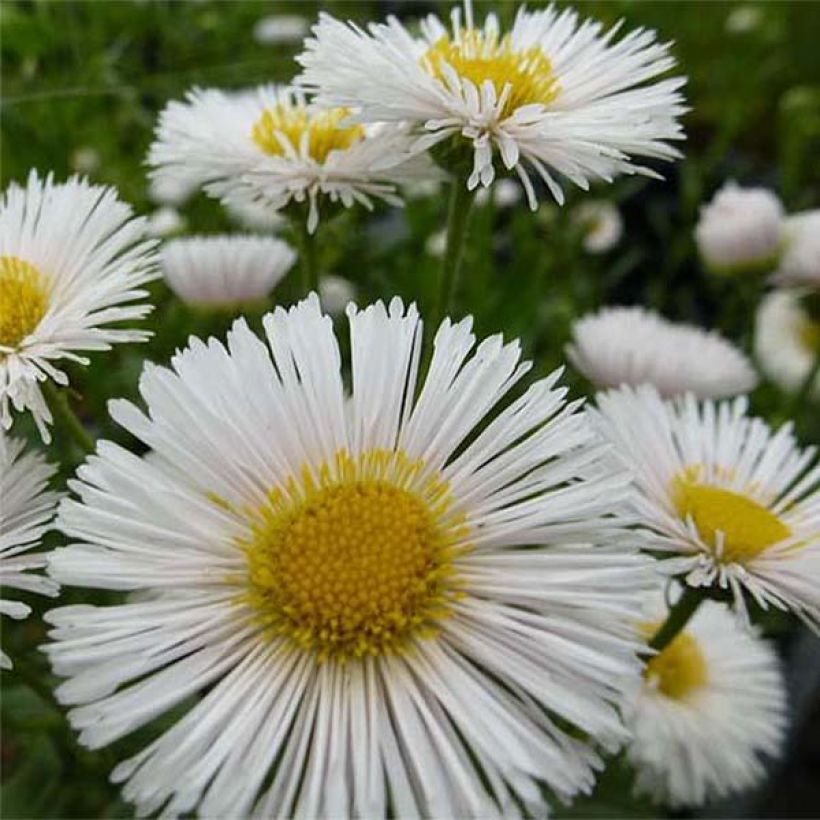 Fijnstraal Professor Korodi - Erigeron (Bloei)
