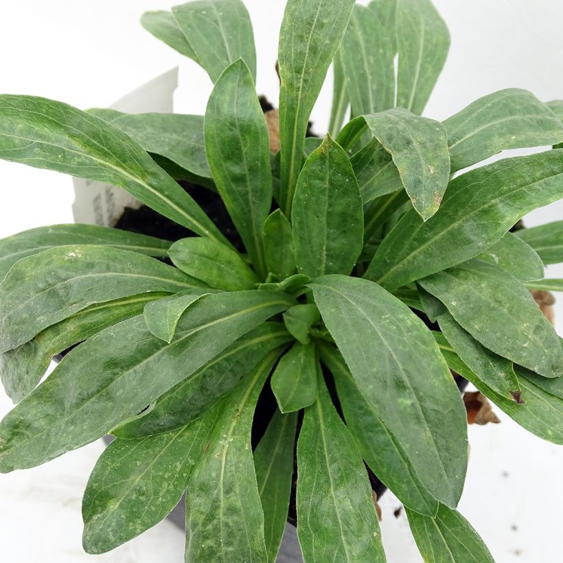 Fijnstraal Professor Korodi - Erigeron (Blad)