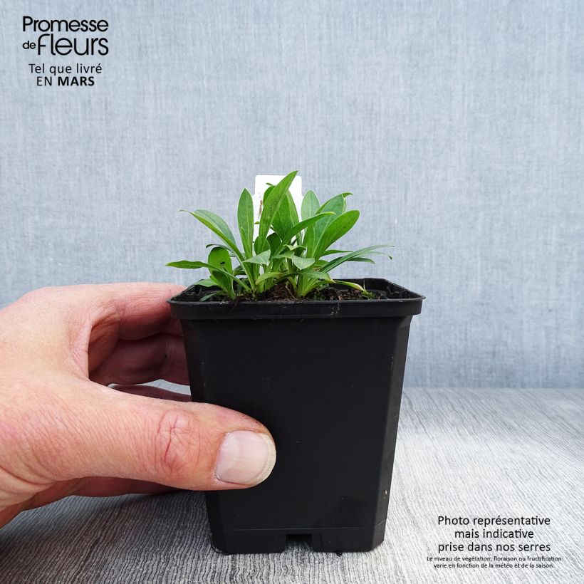 Exemplaar van Fijnstraal Professor Korodi - Erigeron Kweekpotje van 8/9 cm zoals geleverd in de lente