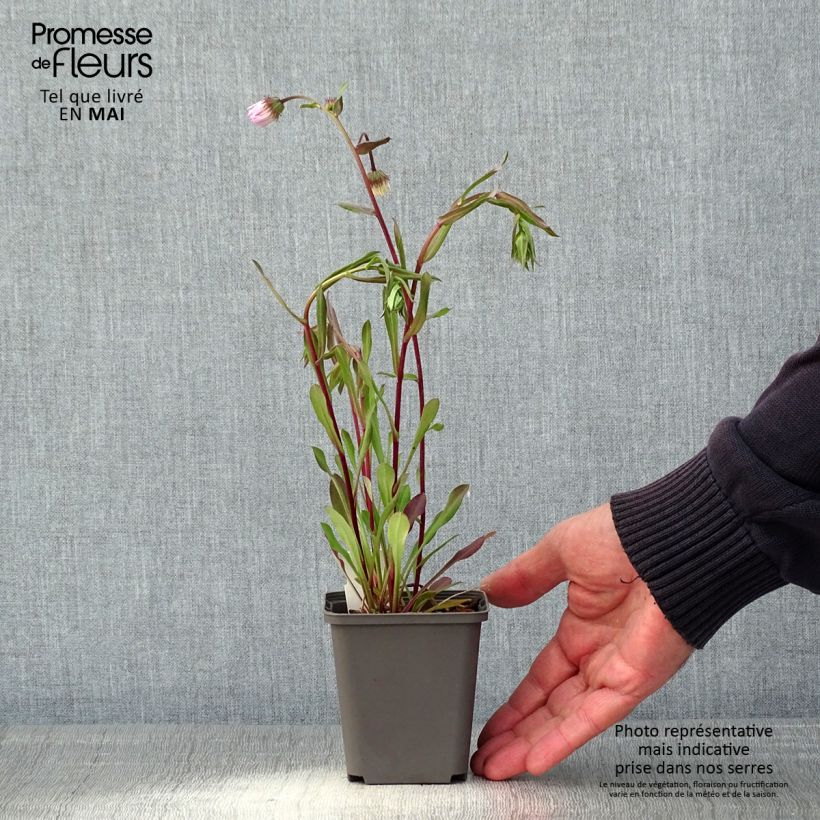 Example of Erigeron Quakeress - Fijnstraal Kweekpotje van 8/9 cm as you get in printemps