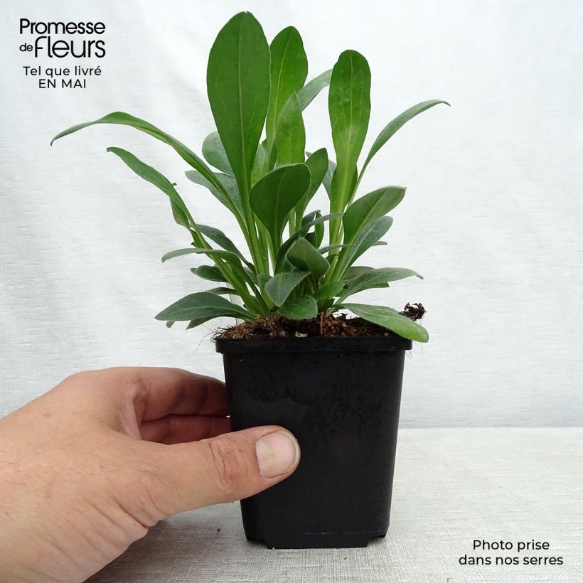 Example of Erigeron speciosus Rosa Jewel - Fijnstraal Kweekpotje van 8/9 cm as you get in printemps