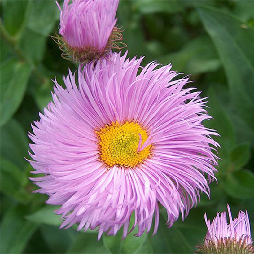 Erigeron Rosa Triumph - Fijnstraal (Bloei)