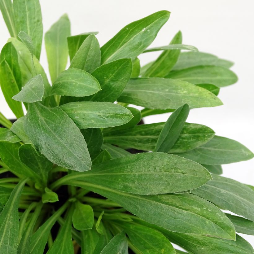 Erigeron Rosa Triumph - Fijnstraal (Blad)