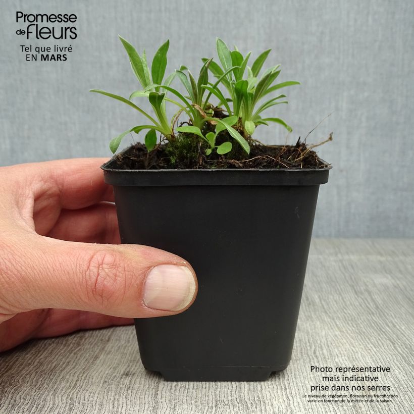 Exemplaar van Erigeron Rosa Triumph - Fijnstraal Kweekpotje van 8/9 cm zoals geleverd in de lente