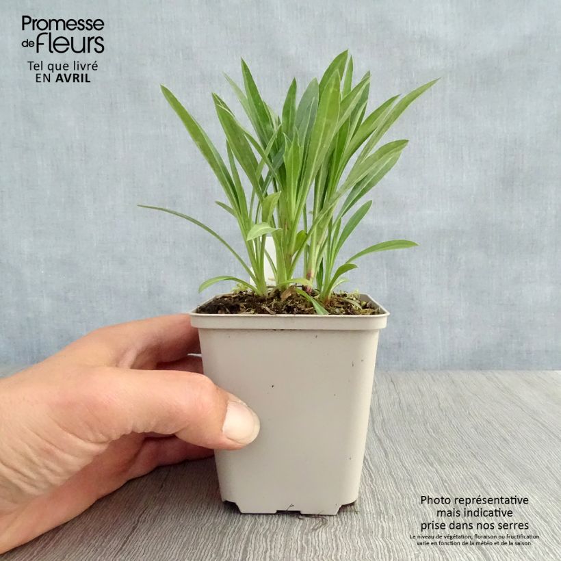 Example of Erigeron Schwarzes Meer - Fijnstraal Kweekpotje van 8/9 cm as you get in printemps