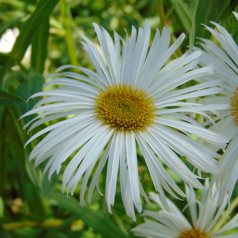 Erigeron speciosus Sommerneuschnee - Fijnstraal (Bloei)