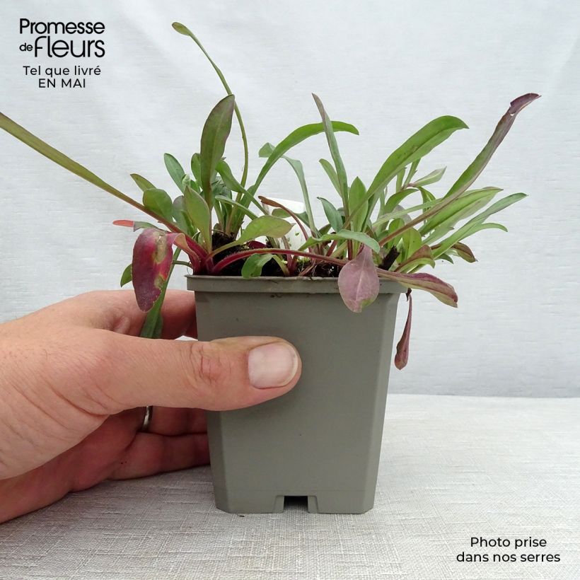 Exemplaar van Erigeron speciosus Sommerneuschnee - Fijnstraal Kweekpotje van 8/9 cm zoals geleverd in de lente