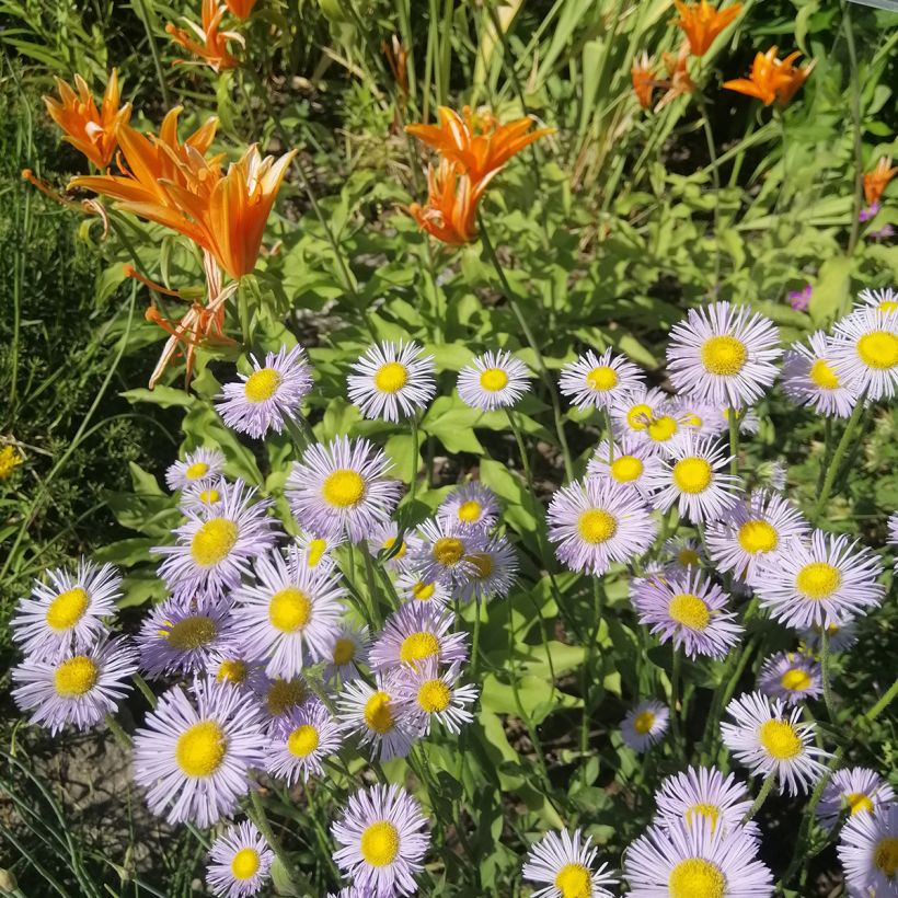 Erigeron speciosus Sommerneuschnee - Fijnstraal (Groeiplaats)