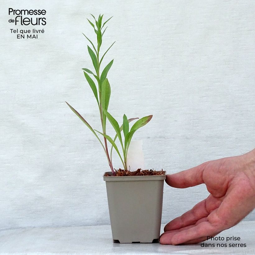 Example of Erigeron Strahlenmeer - Fijnstraal Kweekpotje van 8/9 cm as you get in printemps