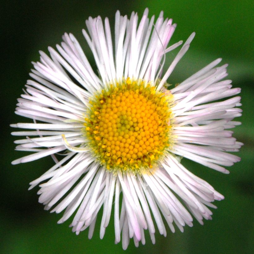 Erigeron annus - Zomerfijnstraal (Bloei)