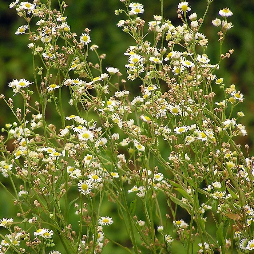 Erigeron annus - Zomerfijnstraal (Groeiplaats)