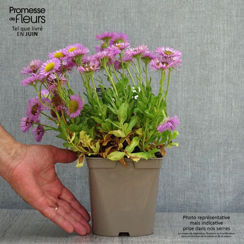 Exemplaar van Erigeron glaucus Sea Breeze - Fijnstraal Pot van 2 l/3 l zoals geleverd in de zomer