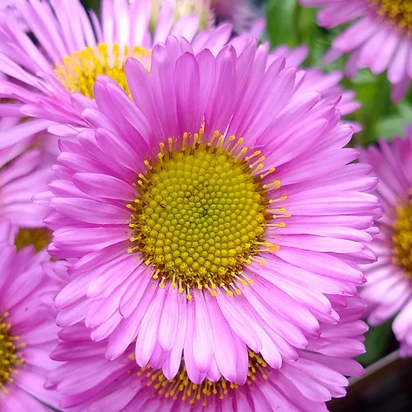 Erigeron glaucus Sea Breeze - Fijnstraal (Bloei)