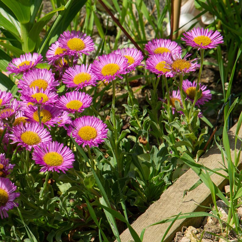 Erigeron glaucus Sea Breeze - Fijnstraal (Groeiplaats)