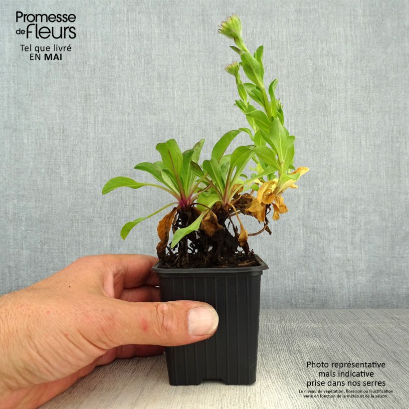 Exemplaar van Erigeron glaucus - Fijnstraal Kweekpotje van 8/9 cm zoals geleverd in de lente