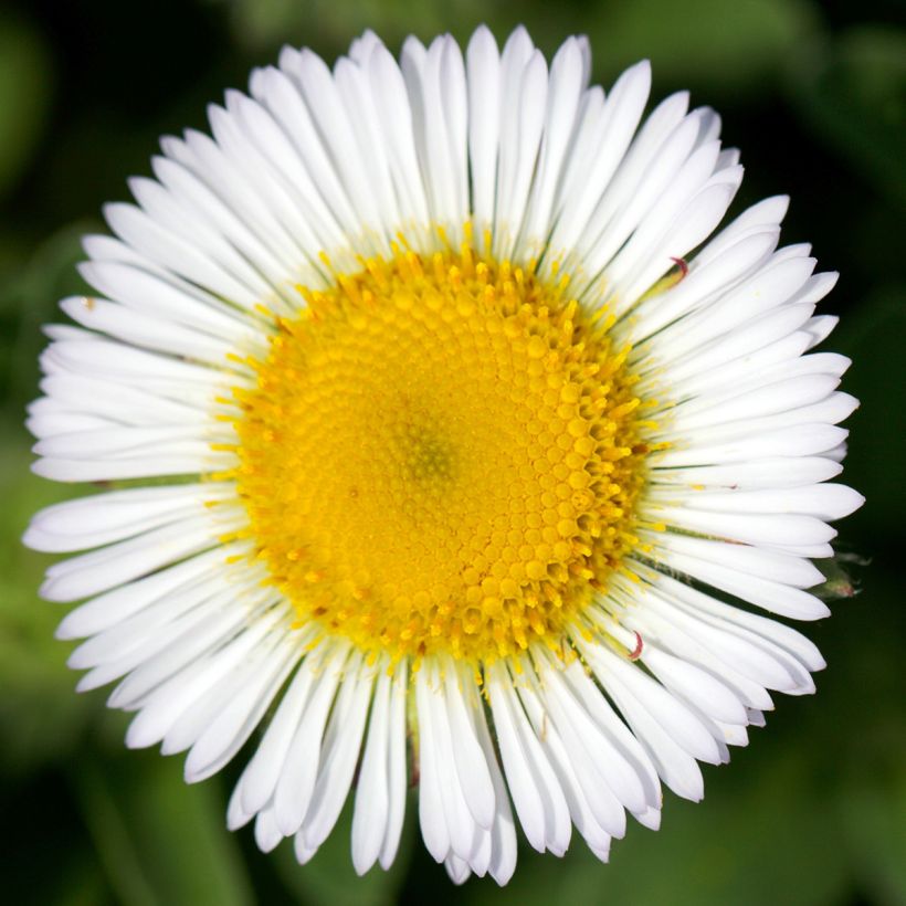 Erigeron glaucus - Fijnstraal (Bloei)