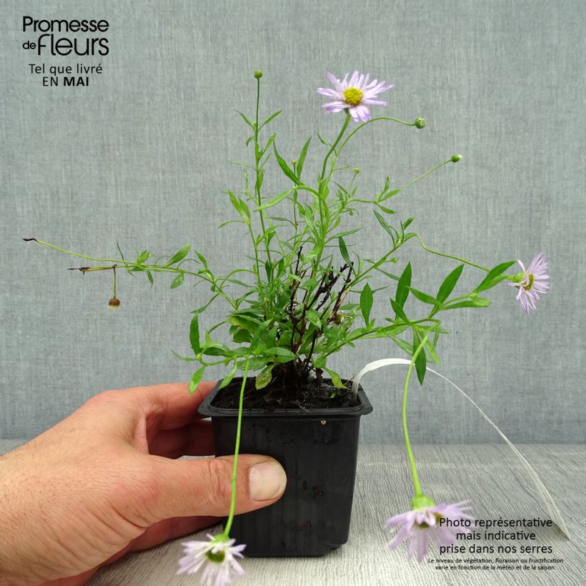 Example of Erigeron karvinskianus Lavender Lady - Muurfijnstraal Kweekpotje van 8/9 cm as you get in printemps