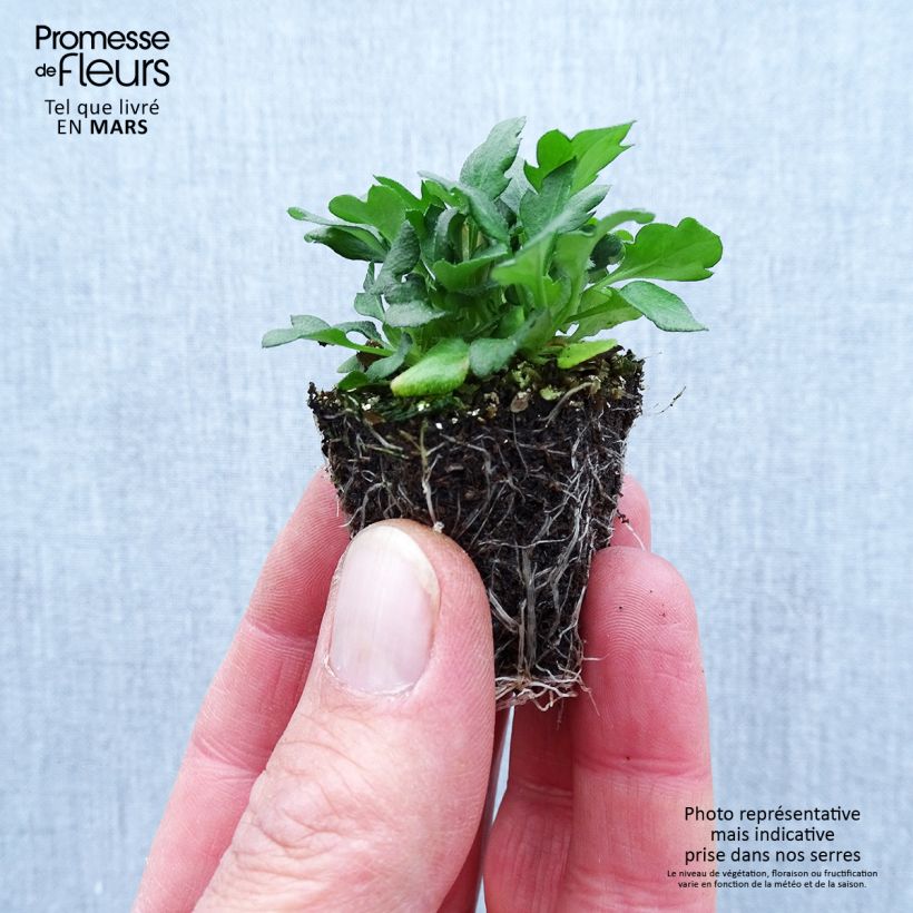 Exemplaar van Erigeron karvinskianus - Muurfijnstraal Kluitplant: kluit 3,8 cm x 3,2 cm in een tray voor 16 planten zoals geleverd in de lente