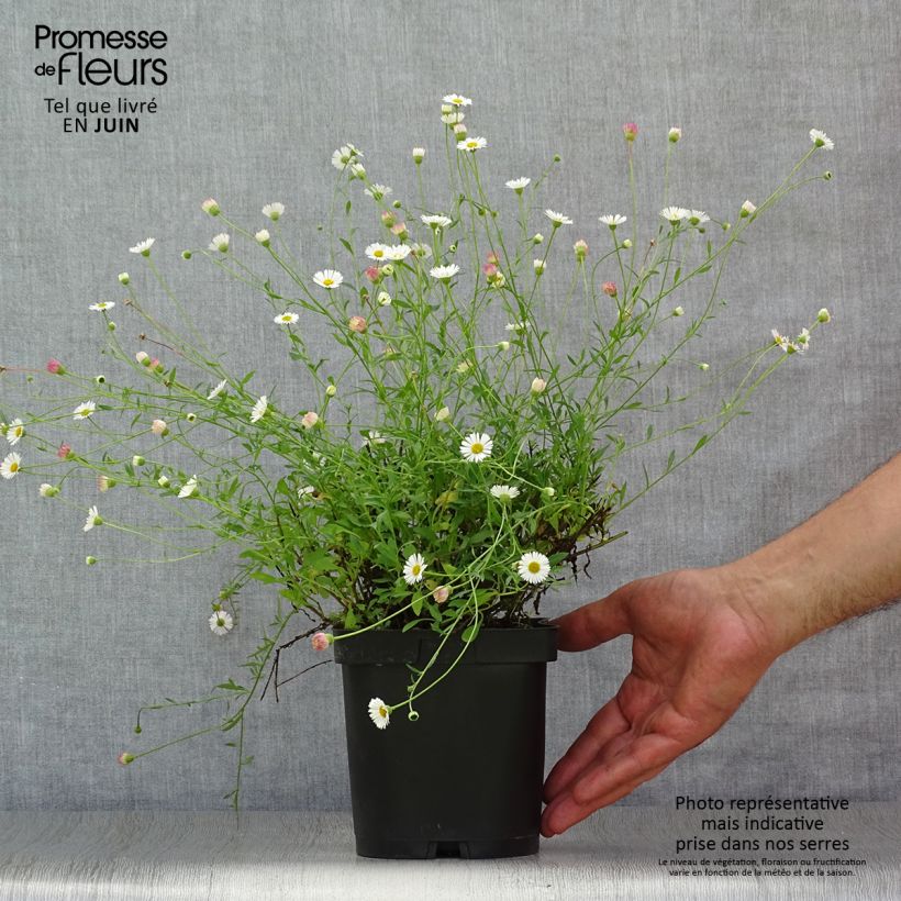 Exemplaar van Erigeron karvinskianus - Muurfijnstraal Pot van 2 l/3 l zoals geleverd in de zomer