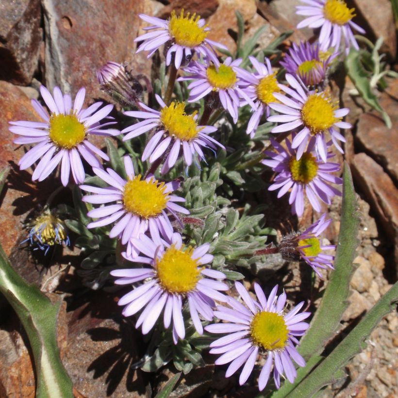 Erigeron leiomerus - Fijnstraal (Groeiplaats)