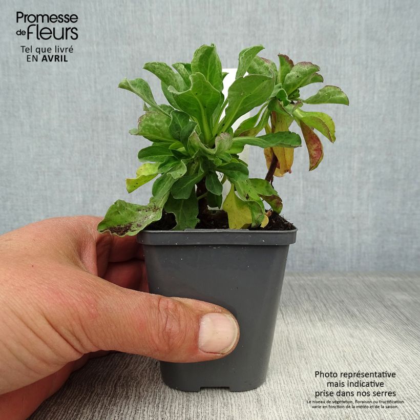 Exemplaar van Erigeron leiomerus - Fijnstraal Kweekpotje van 7/8 cm zoals geleverd in de lente