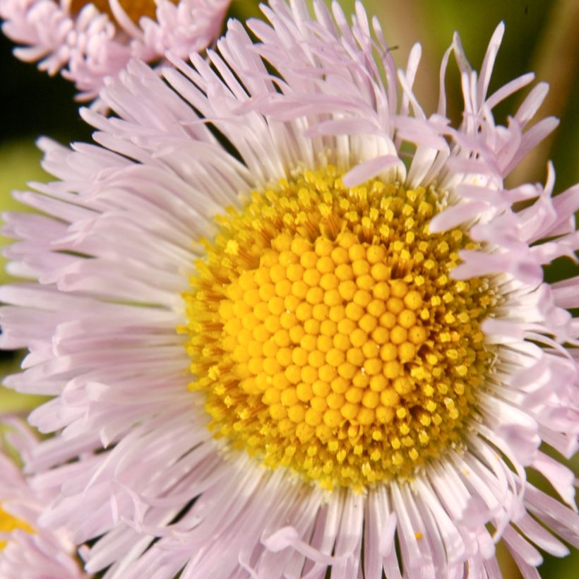 Erigeron philadelphicus - Fijnstraal (Bloei)
