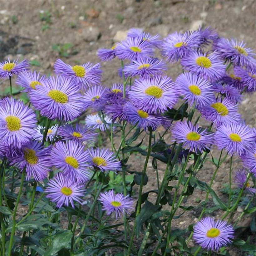 Erigeron speciosus Grandiflorus - Fijnstraal (Bloei)
