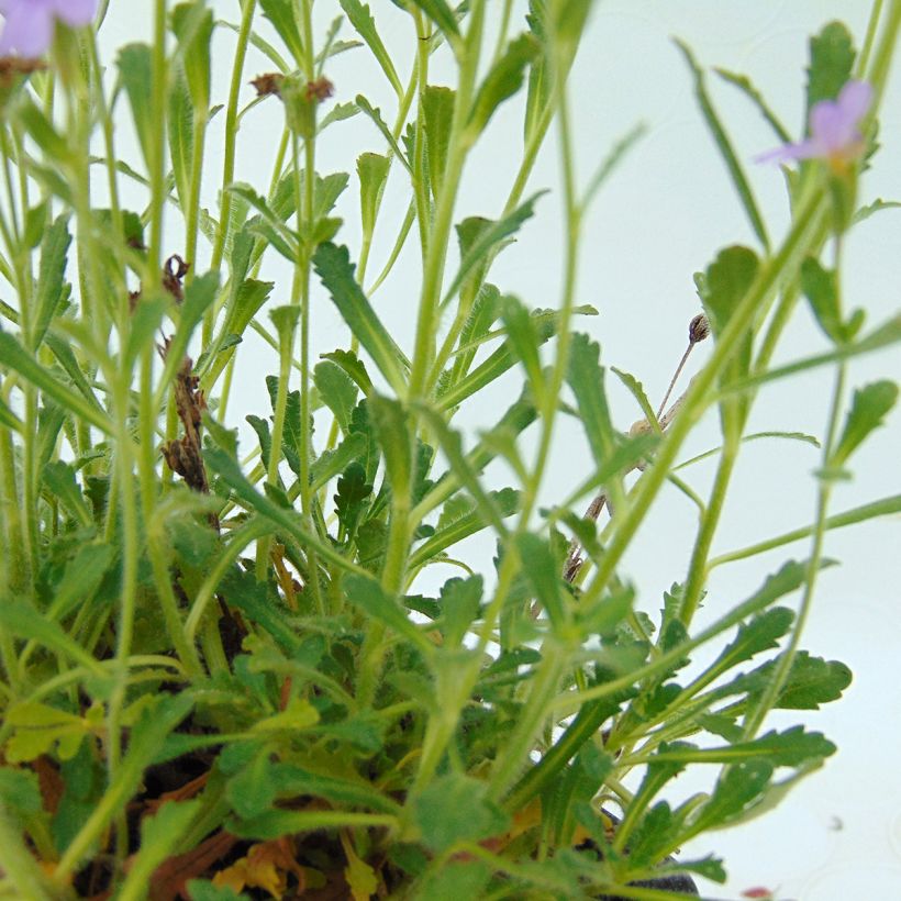 Erinus alpinus - Alpenleverbalsem (Blad)